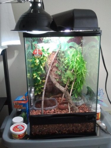 Jewel new cage set up.jpg