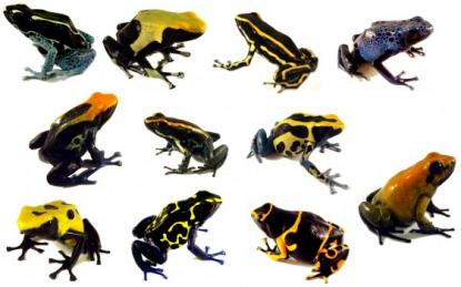 frogs sale B3G1F.jpg