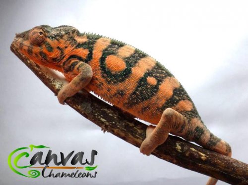 Nadia - Female Panther 1 (1).jpg