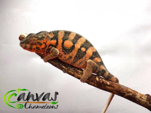 Nadia - Female Panther 1 (2).jpg