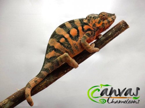 Nadia - Female Panther 1 (3).jpg