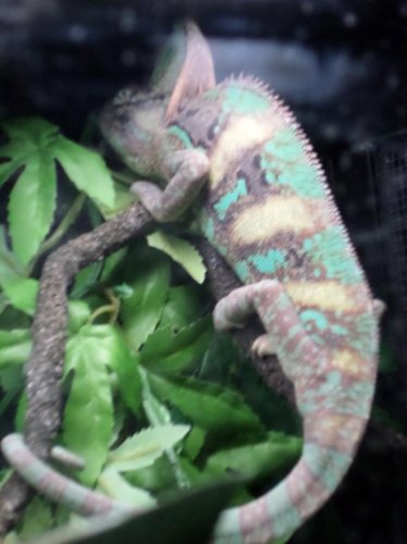 Forest 1 month2.jpg