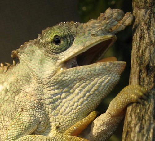 kulu34.jpg