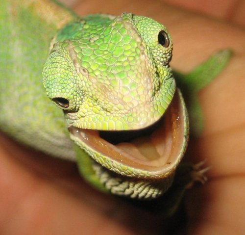 kulu36.jpg