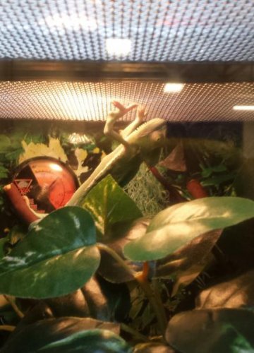 PetSmartSickChameleon.jpg