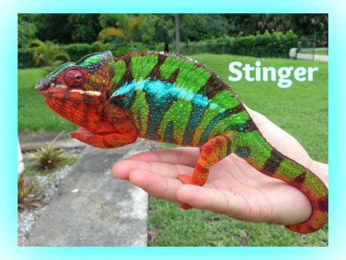 PantherStinger.jpg.jpg PantherStinger.jpg.jpg