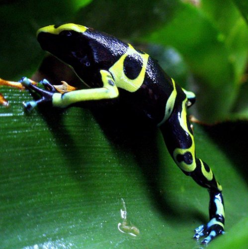 Adult Blue Foot Leucomelas.jpg