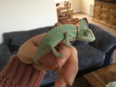 new loki.jpg new loki.jpg