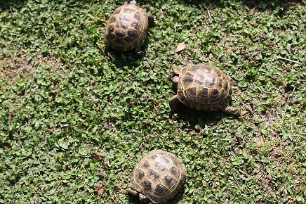 ImageUploadedByTapatalk1408727515.111336.jpg ImageUploadedByTapatalk1408727515.111336.jpg