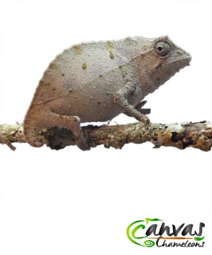 Brev - Female Pygmy (1).jpg