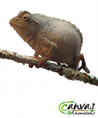 Brev - Male Pygmy (2).jpg