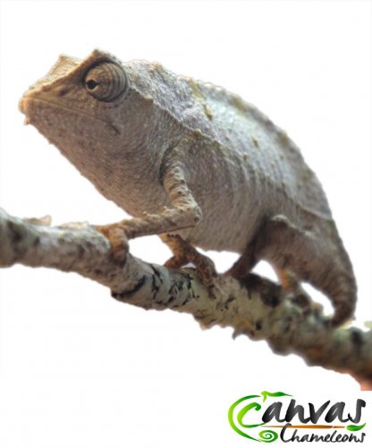 Brev - Female Pygmy (2).jpg