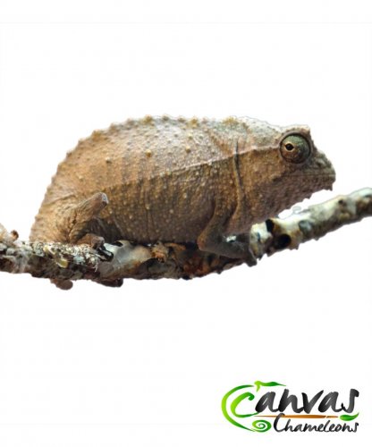 Brev - Male Pygmy (1).jpg