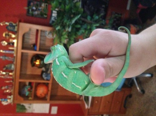 image.jpg
