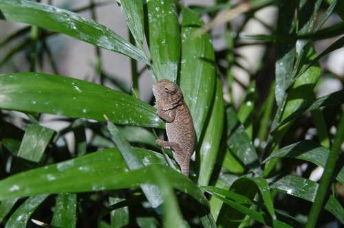 DSC_0040.jpg