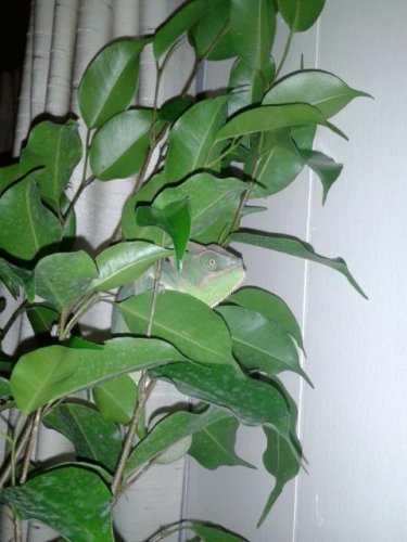 ficus1.jpg
