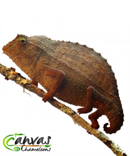 Brev - Male Pygmy (3).jpg