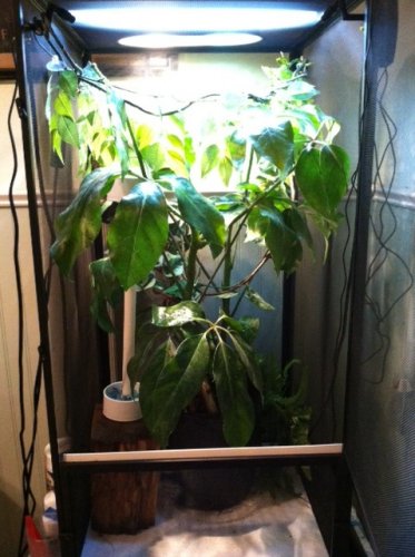 New Cage.jpg