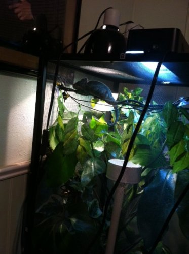 Chevy New cage.jpg