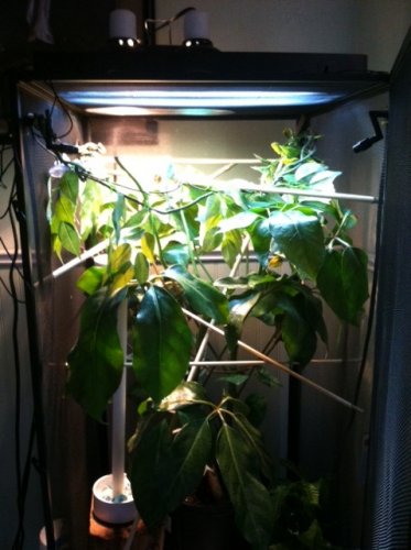 New Cage - Climbing Rods added 2.jpg