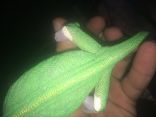 lizard 103.jpg