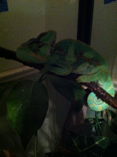 chevy sleeping.jpg