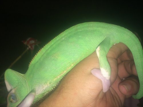 lizard 105.jpg