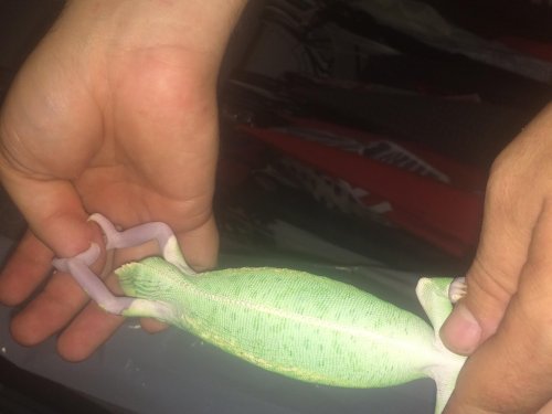 lizard 106.jpg
