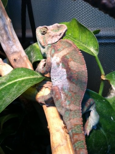 chevy day 1 shedding.jpg