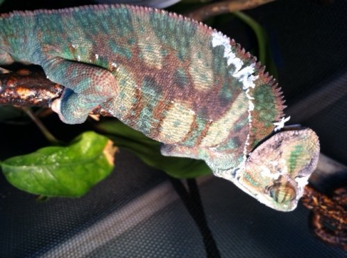 chevy day 2 2nd shedding.jpg