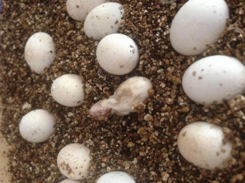 hatching.jpg