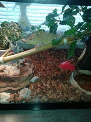 lizard 2.jpg lizard 2.jpg