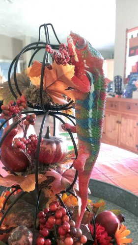 IMAG0219_1.jpg