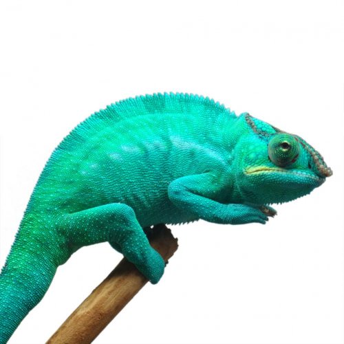Azul-Canvas-Chameleons-Sire-Nosy-Be-1.jpg