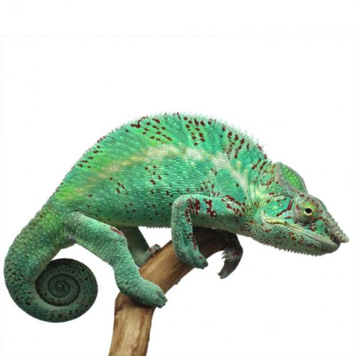 Raptor-Canvas-Chameleons-Sire-Nosy-Faly-1.jpg