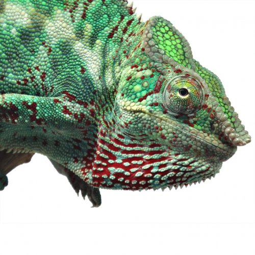 Raptor-Canvas-Chameleons-Sire-Nosy-Faly-2.jpg
