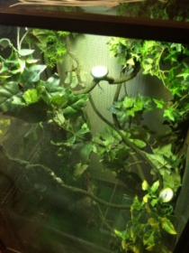 Chameleon cage 1.jpg