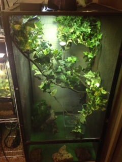 Chameleon cage 2.JPG