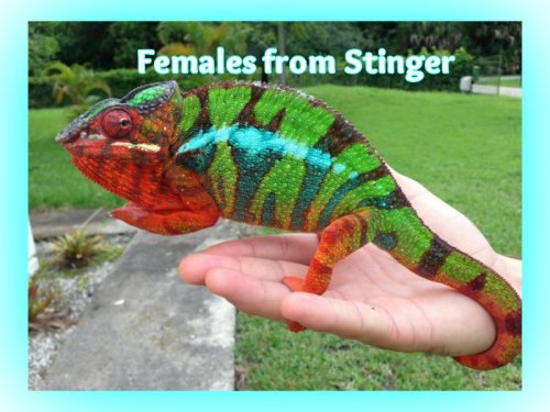 Panther chameleons.jpg