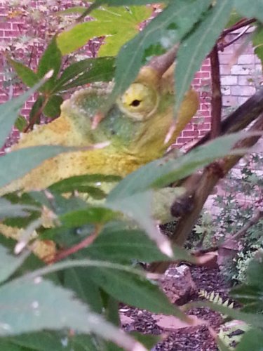 JT in his favorite tree.jpg