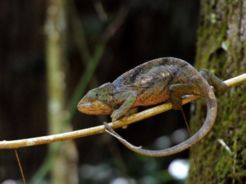 Chameleon (female) MAD 2503.jpg