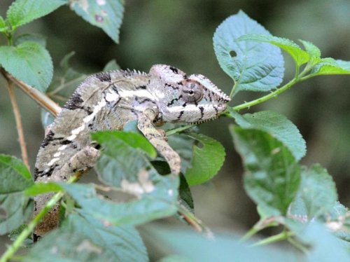 Chameleon (male) MAD 2676.jpg