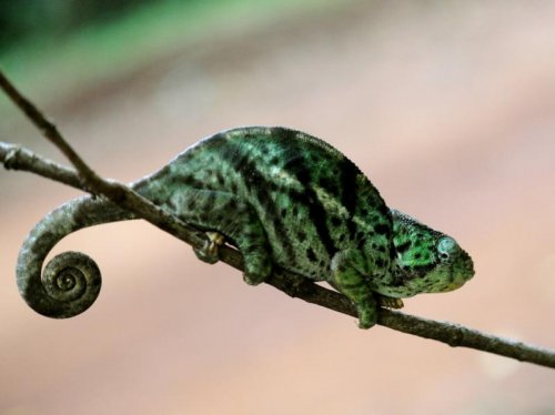 Chameleon MAD 2724.jpg