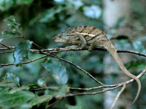 Chameleon MAD 3065.jpg
