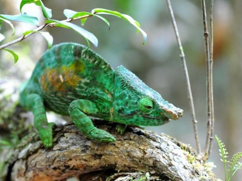 Chameleon (male) MAD 4113.jpg