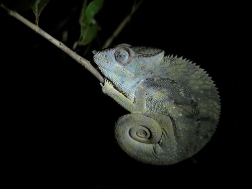 Chameleon MAD 1834.JPG