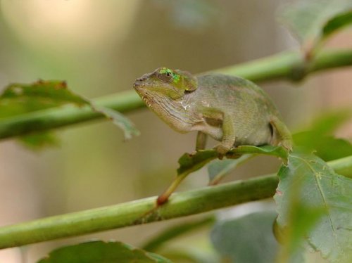 Chameleon (female) MAD 1759.jpg