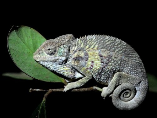 Chameleon MAD 2634.JPG