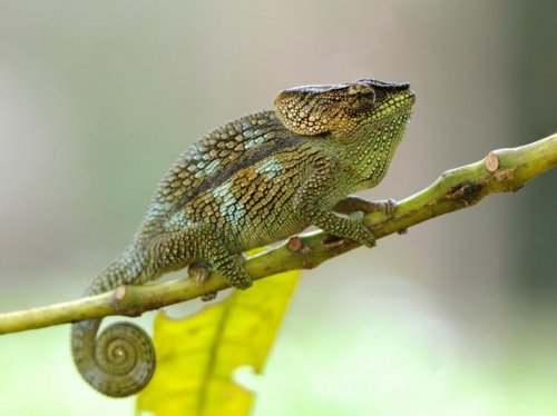 n Chameleon (female)  MAD 1747.jpg