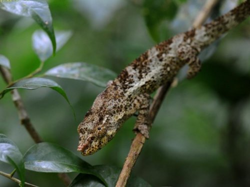 Panther Chameleon (Male) MAD 1797.jpg